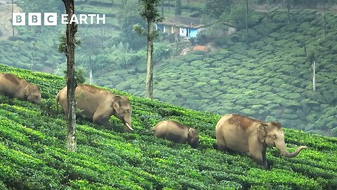 The 'Elephant Guy' Saving Elephants in India | The Making of Asia | BBC Earth