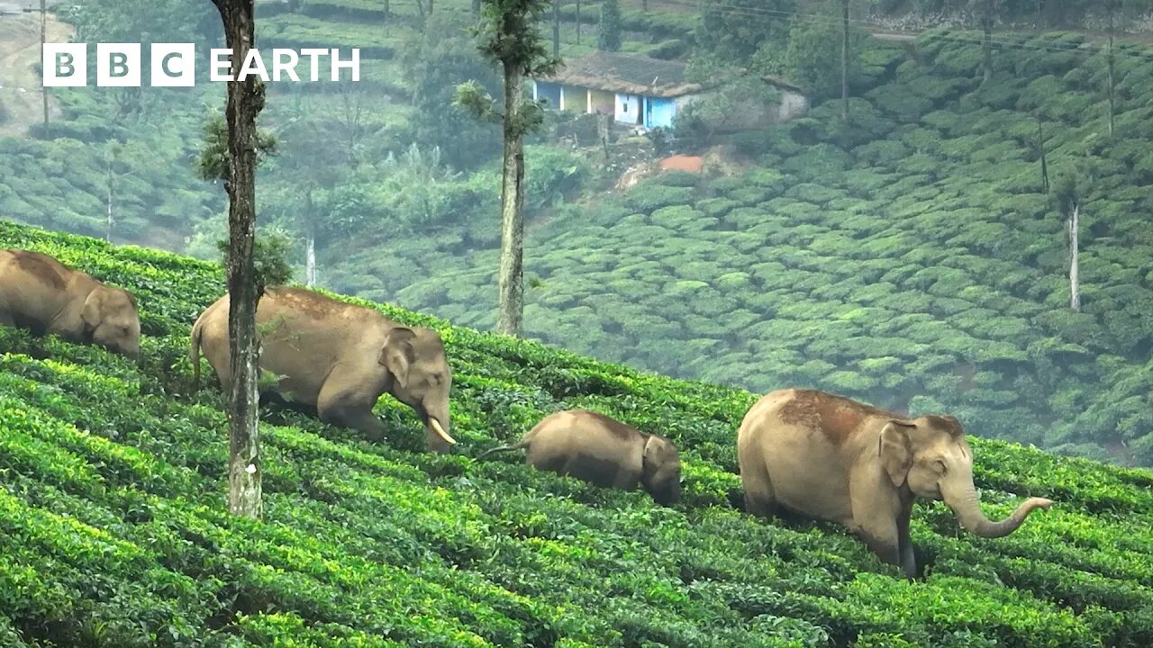 The 'Elephant Guy' Saving Elephants in India | The Making of Asia | BBC Earth