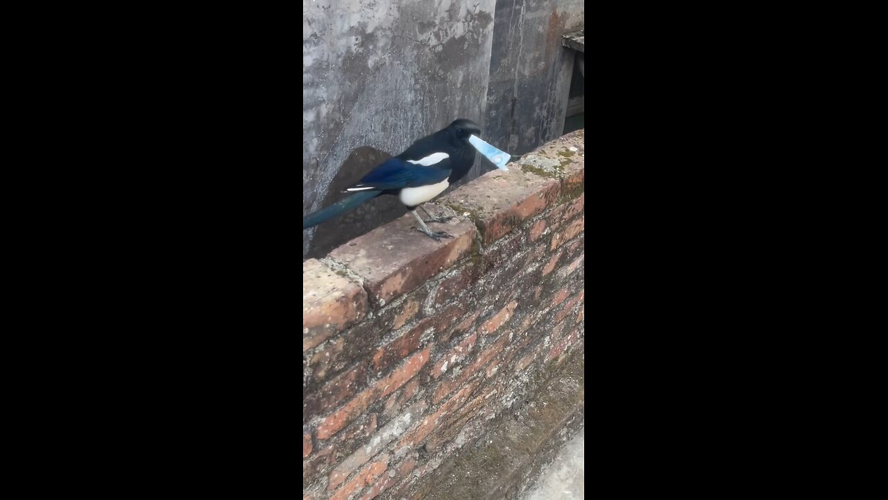 clever bird