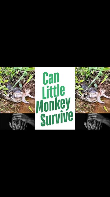 🐒Heart Stopped! Crocodile Snatches Screaming Monkey #shorts #crocodile #monkey #wildlife #hunting