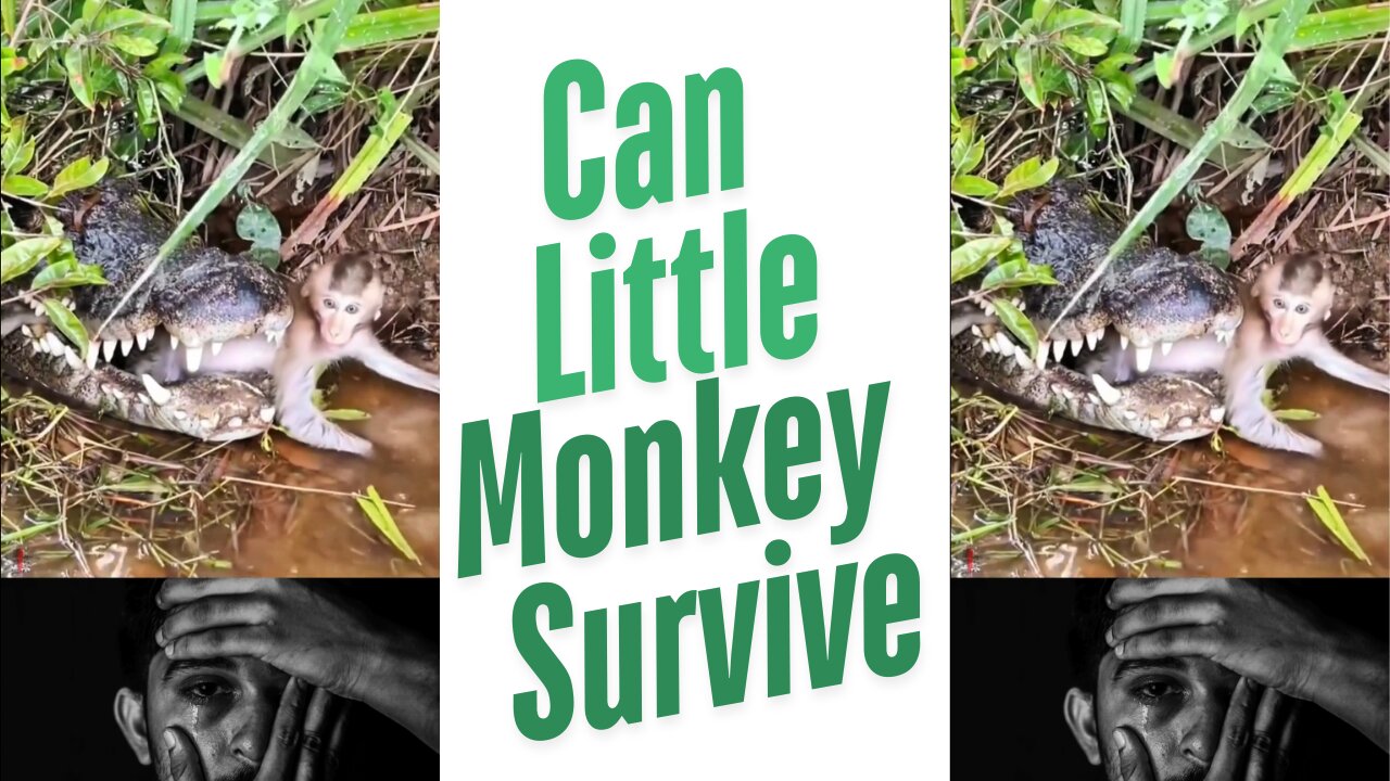 🐒Heart Stopped! Crocodile Snatches Screaming Monkey #shorts #crocodile #monkey #wildlife #hunting