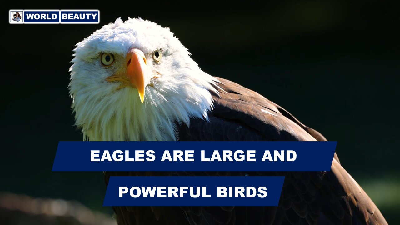 Eagles are large and powerful Birds | World Beauty | Eagles