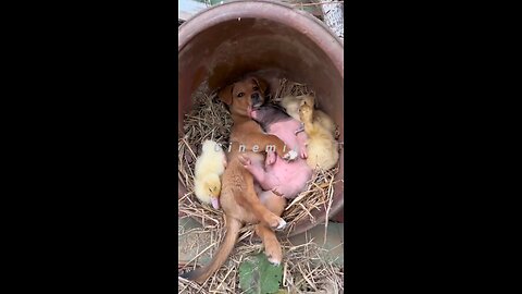 Puppy Playtime Will Melt Your Heart