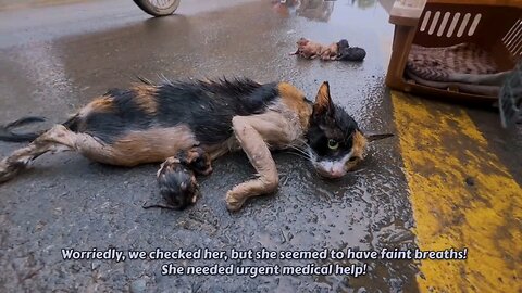 Heartbreaking Moment: Injured Mama Cat Struggles After Road Accident.