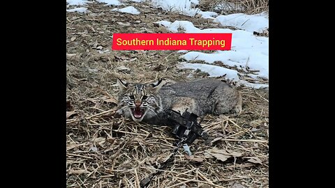 Big Beaver caught on castor mound set