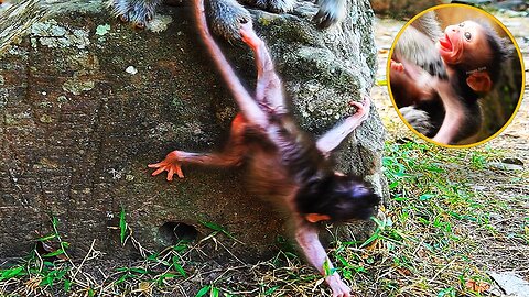 Poorful Baby BABETTE Screaming Till Falls Down From The Stone Cos Mom Leaving Her Alone