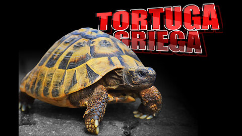 ¡La TORTUGA GRIEGA y su FASCINANTE HISTORIA de Supervivencia!