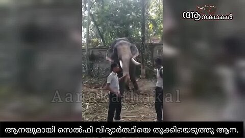 ആനയുമായി സെൽഫി എടുക്കാൻ ശ്രമിച്ച വിദ്യാർത്ഥിയെ ആന തൂക്കിയെടുത്ത് എറിഞ്ഞു _ Elephant attack kerala