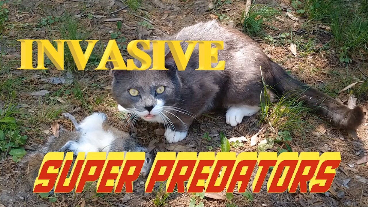 Invasive Domestic Super-Predators revisited