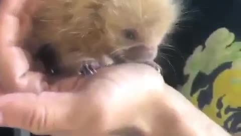 BABY PORCUPINE