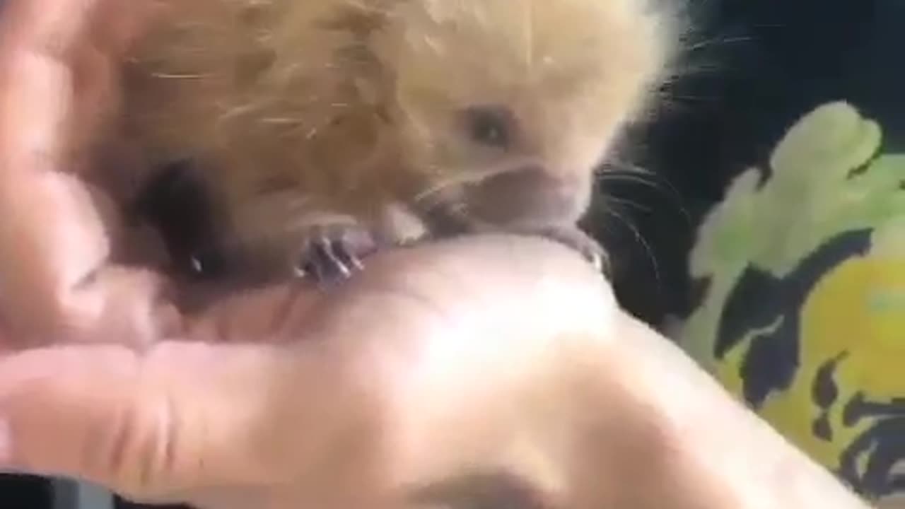 BABY PORCUPINE