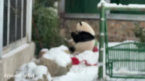 Top 50 Adorably Funny Animal Videos You Can’t Miss!