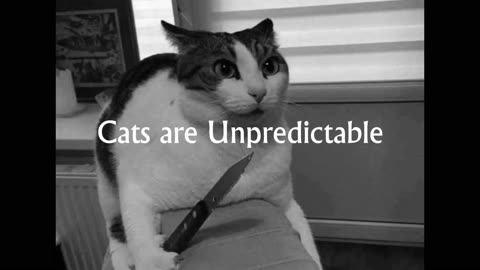 Cats are Unpredictable #cats #rumble cats #funny