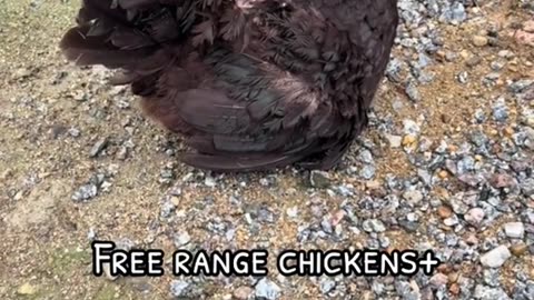 Free range chickens + Broody hen