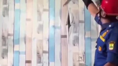 Giant reptile removed from family's ceiling. Mother Nature