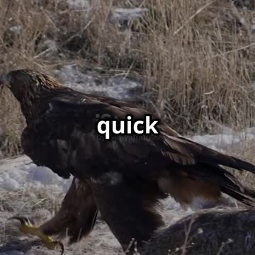 Deadly Duel_ Eagle vs Wolf – Who Will Su 2025