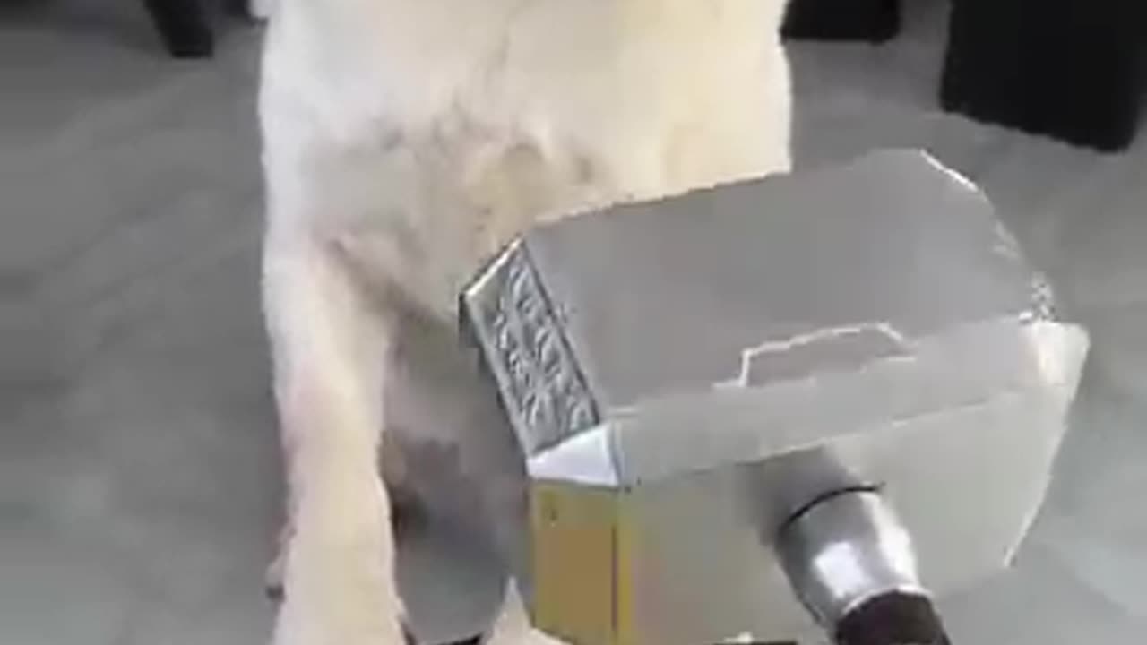 Dogs are also dogs. Why don't I have that fate?