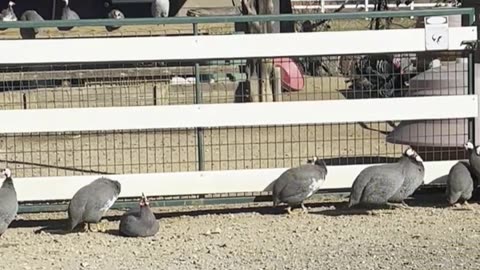 Gates are so confusing