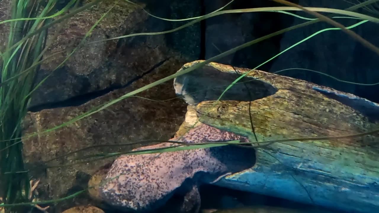Chinese Giant Salamander