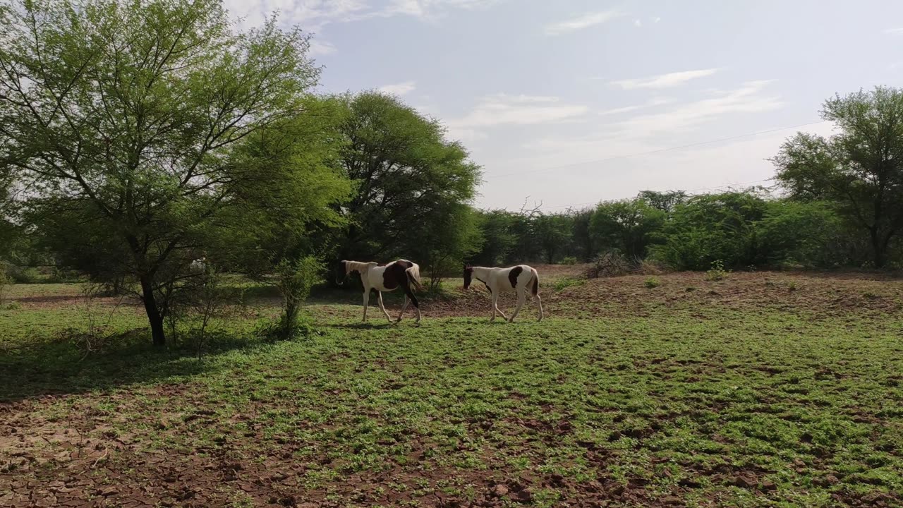 Beautiful couple horse