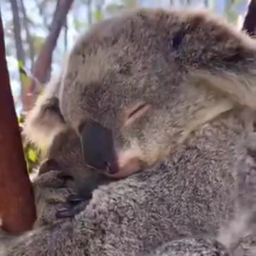 timeline cleanse. Mama koala snuggles baby