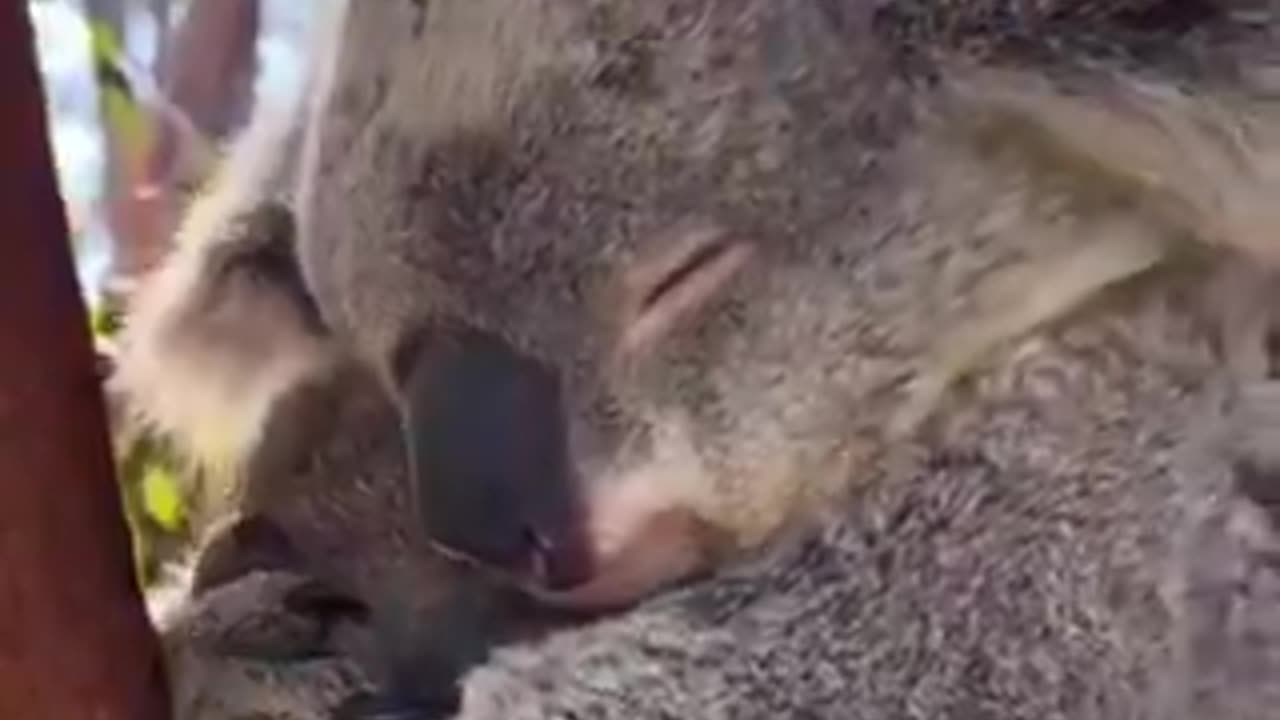 timeline cleanse. Mama koala snuggles baby