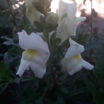 White Snapdragon