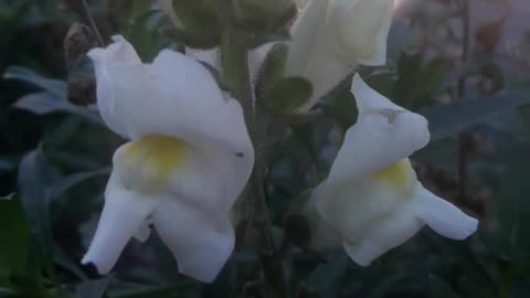 White Snapdragon