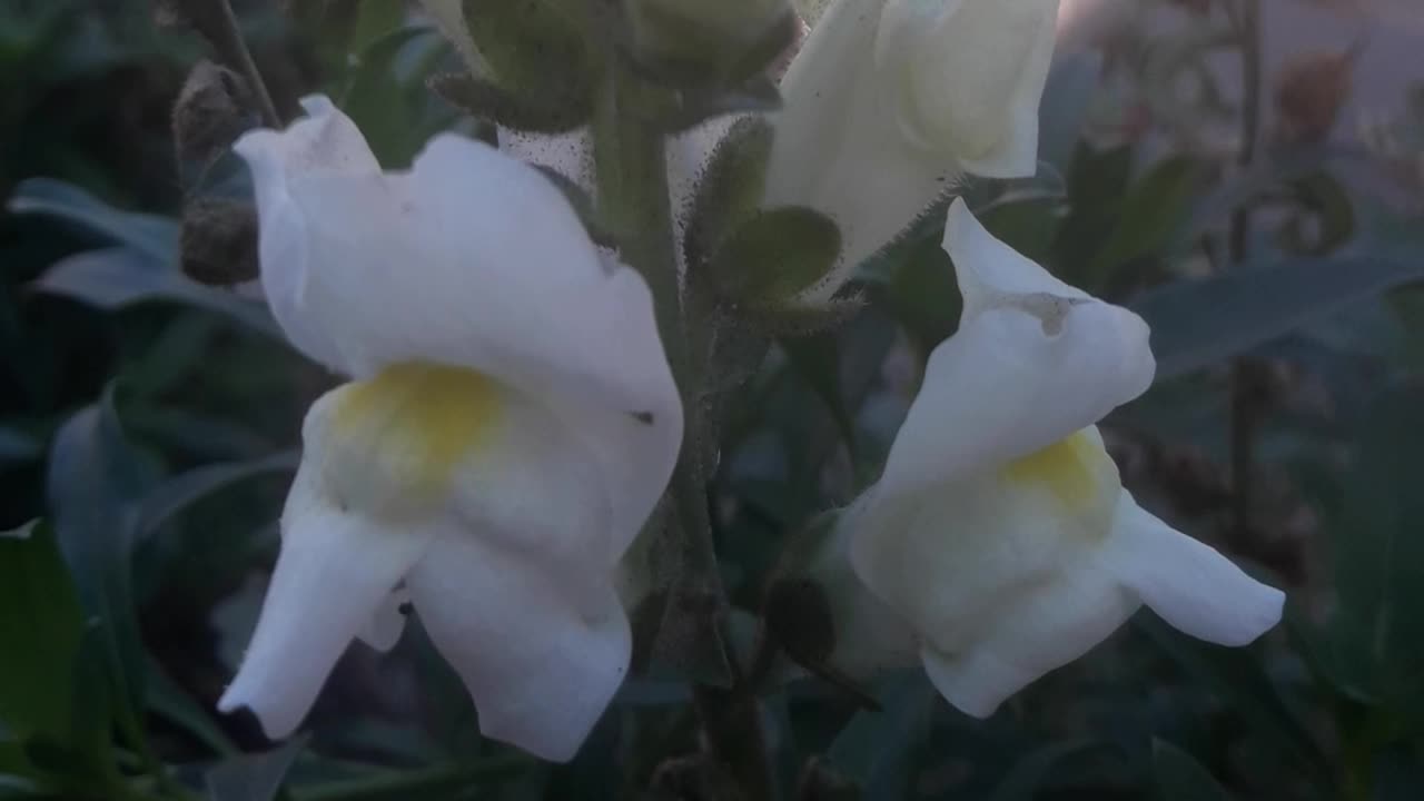 White Snapdragon