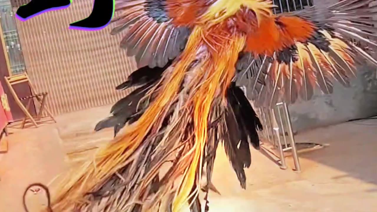 A pretty big cock.