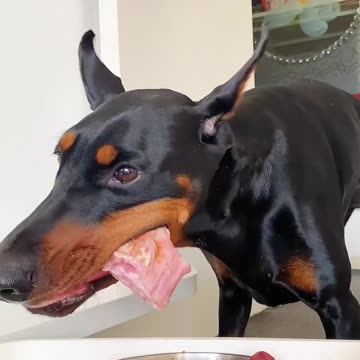 "Dog's Fine Dining: Steak Dinner with the Cutest Table Manners!"