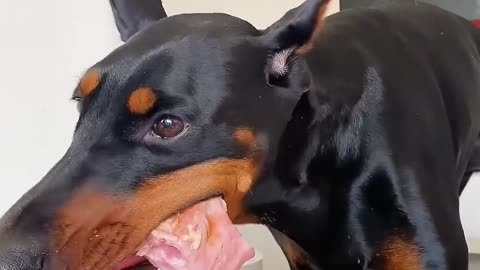 "Dog's Fine Dining: Steak Dinner with the Cutest Table Manners!"