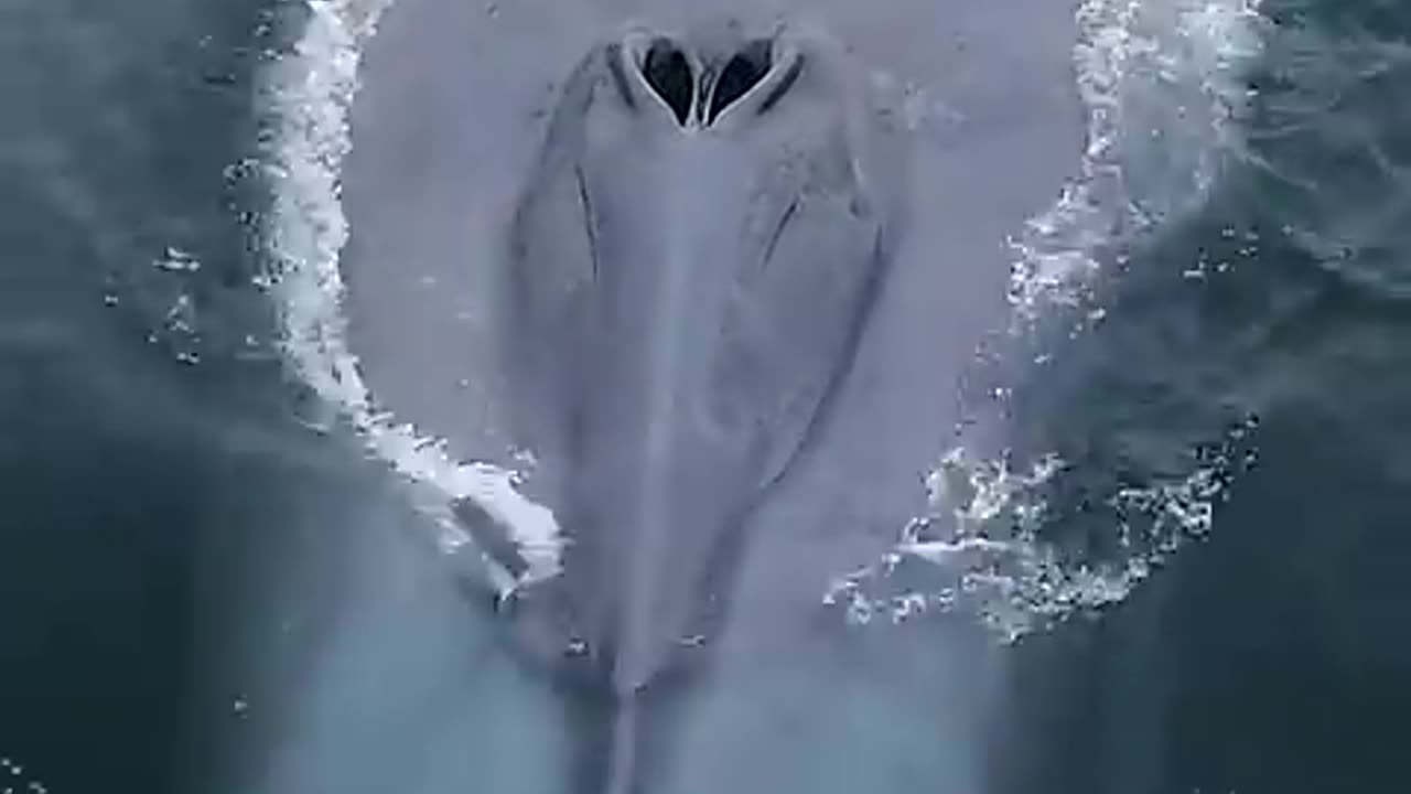 Blue Whale: The Largest Animal In The World 🦈🐳🌊🌊