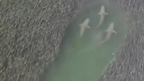 A shiver of sharks swimming through a school of fish 🐠