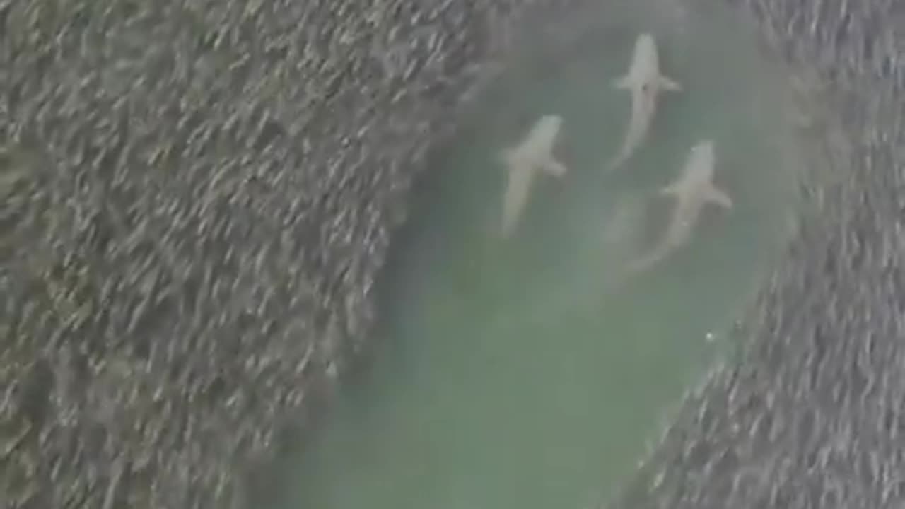 A shiver of sharks swimming through a school of fish 🐠