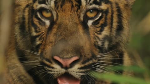 tiger 🐯 video || animals video