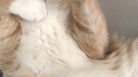 Close Up Of A Beige Cream Haired Cat Sleeping On Its Back