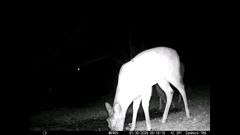 Deer Cam 01-30-2025