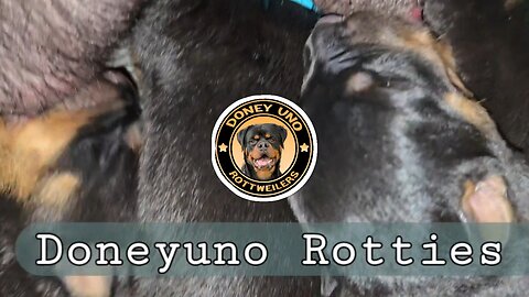 DONEYUNO ROTTIES