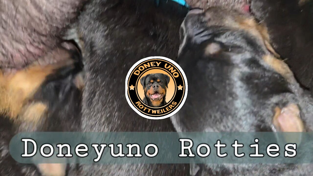 DONEYUNO ROTTIES