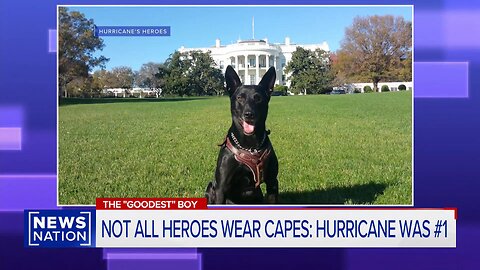 Hurricane, most decorated K-9 dog in US history, dies