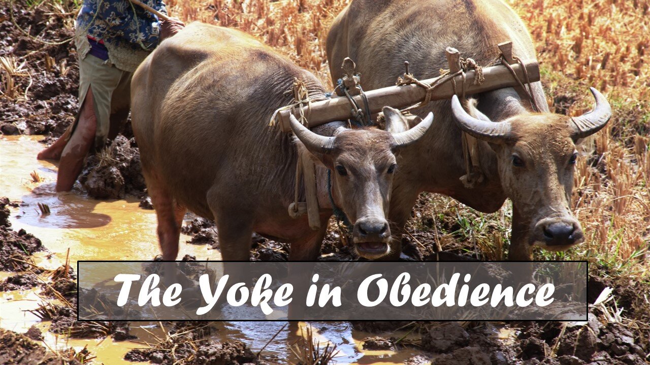 The Yoke in Obedience