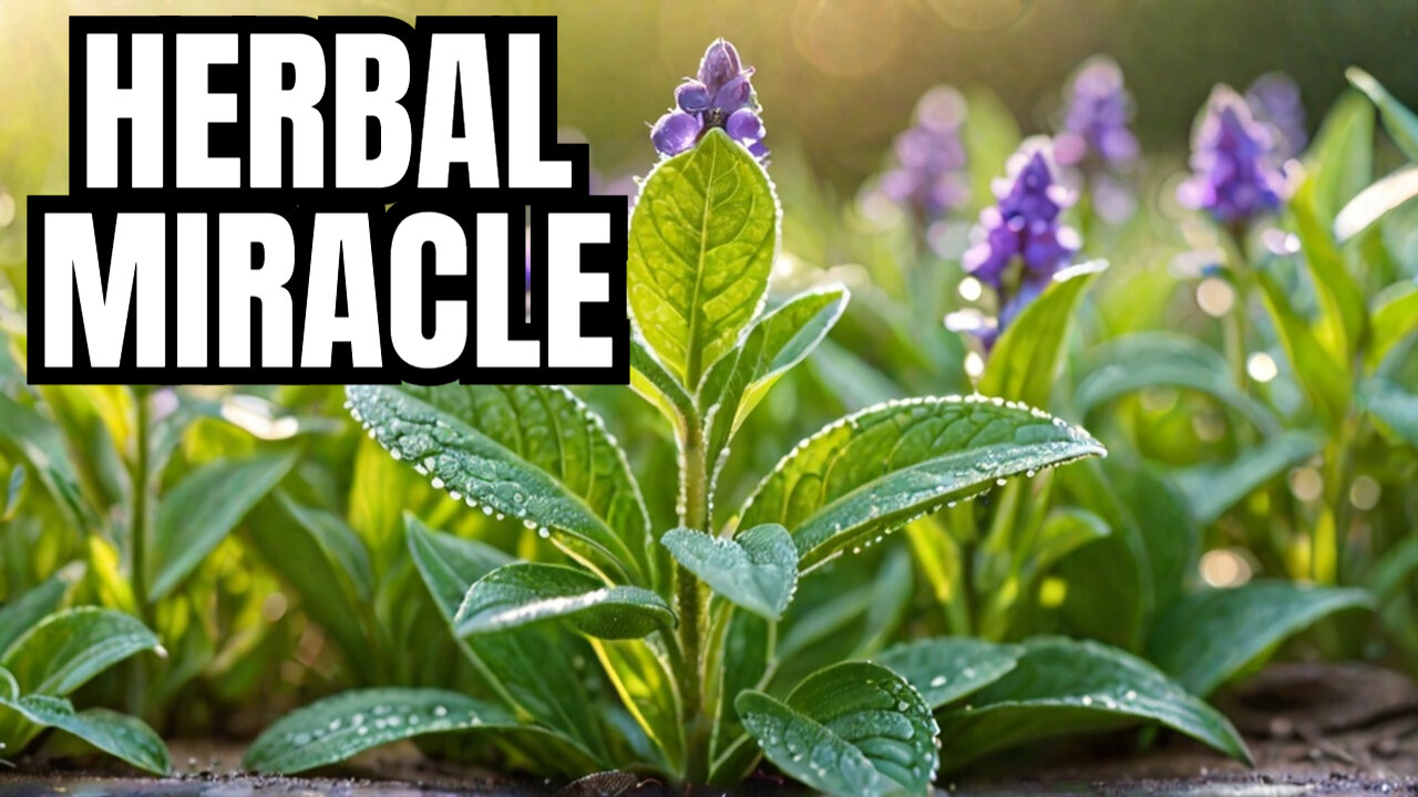 The Miracle Benefits of the Self Heal Herb