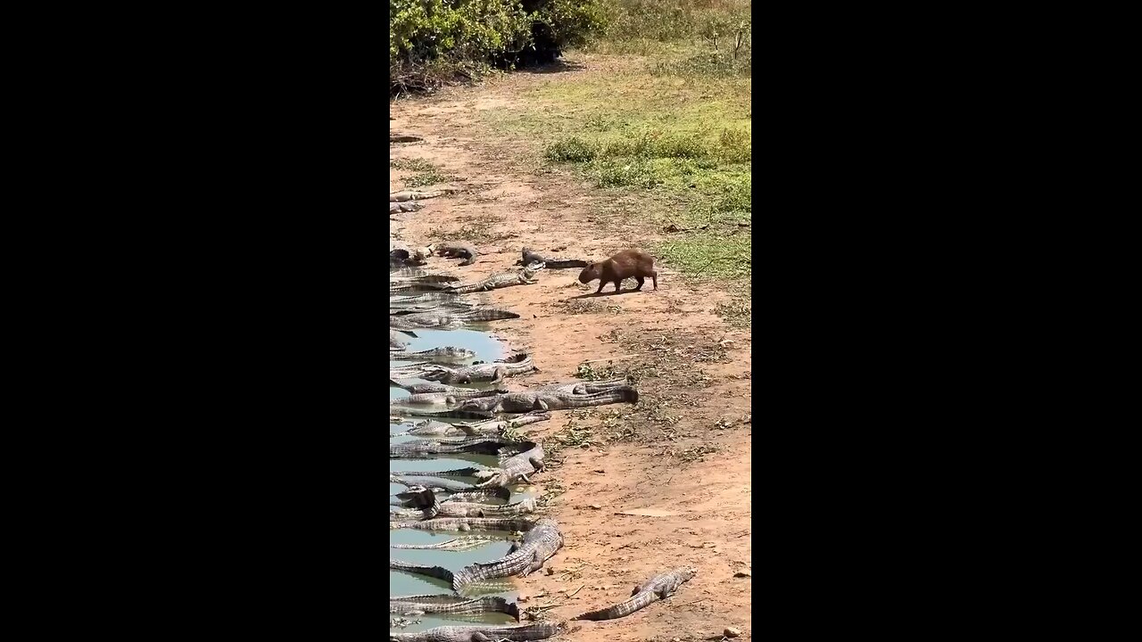 Scare your enemies & pass through them| wildlife