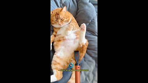 Funny cat loves the scratching #cat