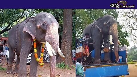 നാലുതവണ കുഴഞ്ഞുവീണ ആന ചെരിഞ്ഞു _ chakkamadam devapriyan _ Elephant died in kerala