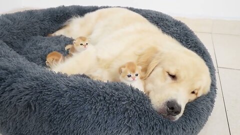 Red family together | dog , cat, kittens