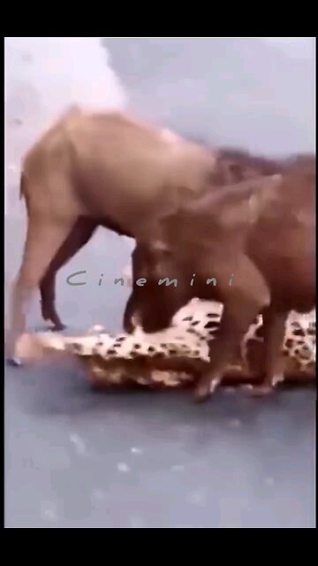 live indiana wildlife sanctuary shorts reels Lion KangarooIsland trending wildlife funny danger