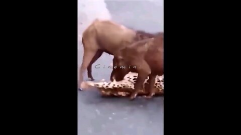 live indiana wildlife sanctuary shorts reels Lion KangarooIsland trending wildlife funny danger