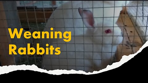 Weaning Rabbits